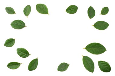 Beyaz arka plan üzerinde izole yeşil yaprakları ile kırmızı meyveler. üstten görünüm