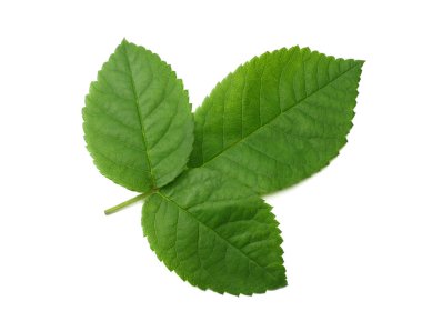 Beyaz arka plan üzerinde izole gül yaprakları. üstten görünüm