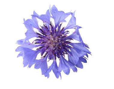 Mavi çiçek (Cyanus segetum) beyaz arkaplanda izole edilmiş