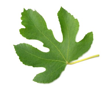 Beyaz arka planda incir yaprağı izole edilmiş. en üstteki görünüm