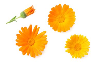 Üç kadife çiçeği çiçek başları üzerinde beyaz arka plan izole. Calendula çiçek. üstten görünüm