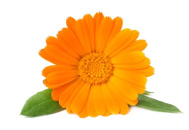 Beyaz arka planda yeşil yapraklı kadife çiçekleri. Calendula çiçeği.