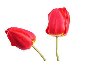Beyaz arkaplanda kırmızı lale çiçeği izole edildi