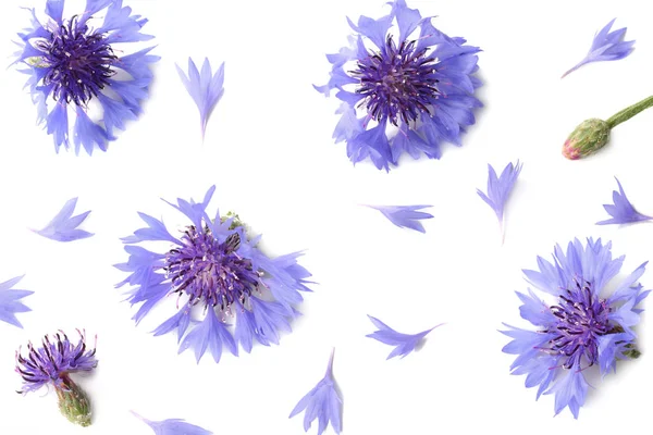 Kék Búzavirág Cyanus Segetum Elszigetelt Fehér Background Szemközti Nézet — Stock Fotó
