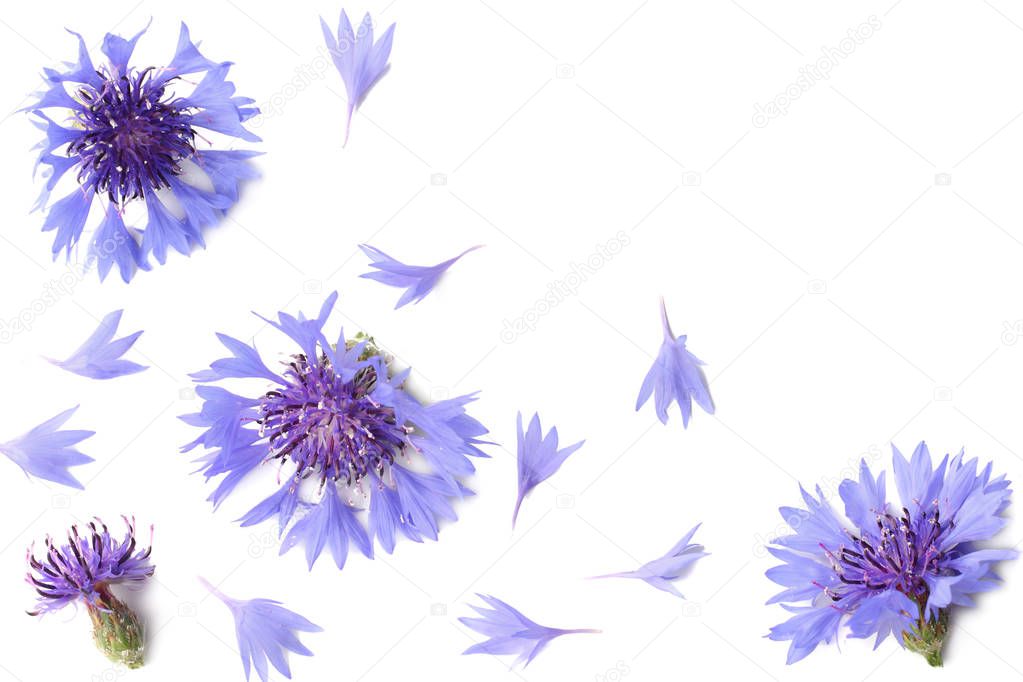 Blue cornflower (Cyanus segetum) isolated on white background. Top view