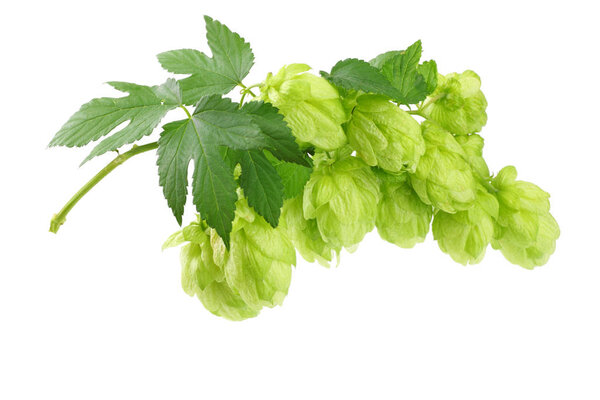 Hop cones isolated on white background. Beer brewing ingredients. Beer brewery concept. Beer background.