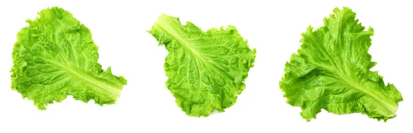 Salát Kolekce Zelené Listy Salátu Izolovaných Bílém Pozadí — Stock fotografie