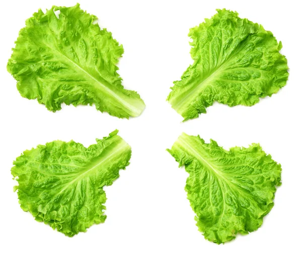 Saláta Gyűjtemény Zöld Salátával Elszigetelt Fehér Background — Stock Fotó