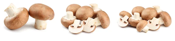 Raccolta Funghi Funghi Champignon Freschi Isolati Fondo Bianco — Foto Stock