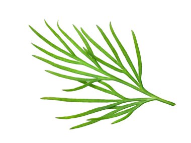 Taze yeşil dereotu beyaz arka planda izole edilmiş. makro