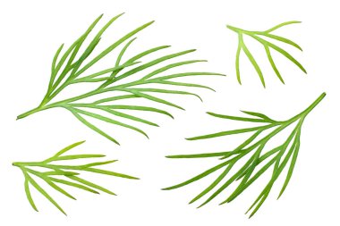 Taze yeşil dereotu beyaz arka planda izole edilmiş. makro