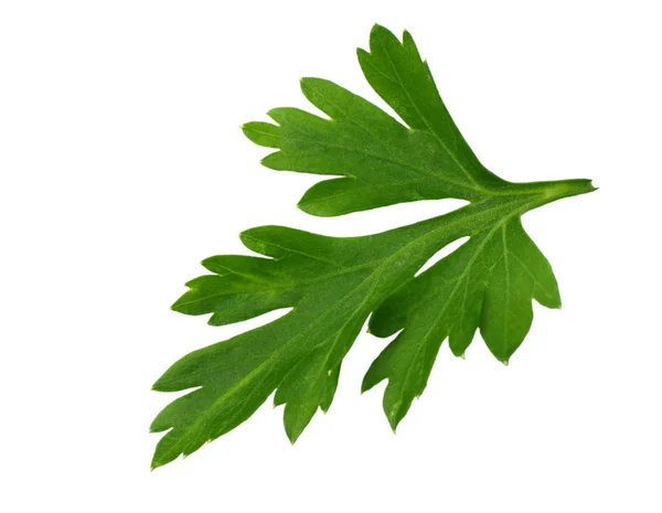 Beyaz Arka Plan Üzerinde Izole Yeşil Taze Maydanoz Yaprağı Makro — Stok fotoğraf