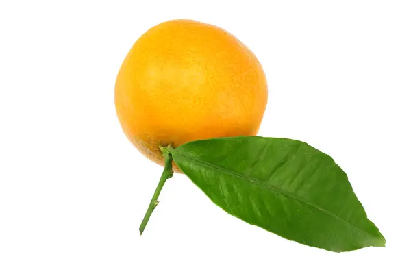 Mandarin Zöld Levél Elszigetelt Fehér Alapon — Stock Fotó