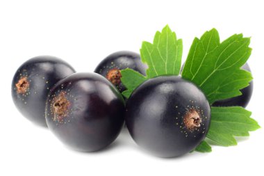 Beyaz arka planda yeşil yapraklı siyah frenk üzümü. makro