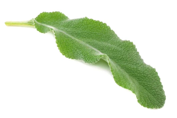 Feuilles Sauge Isolées Sur Fond Blanc Vue Dessus — Photo