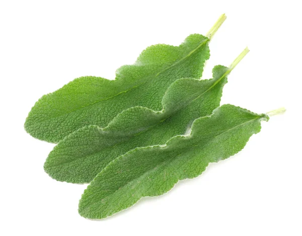 Sage Leaves Isolated White Background Top View — Stock Photo, Image