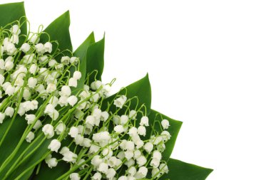 Lilyum beyaz arka plan üzerinde izole vadi. üstten görünüm