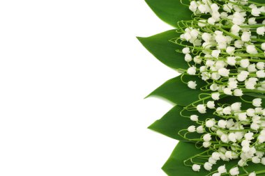 Lilyum beyaz arka plan üzerinde izole vadi. üstten görünüm