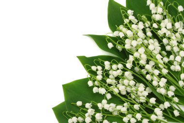 Lilyum beyaz arka plan üzerinde izole vadi. üstten görünüm