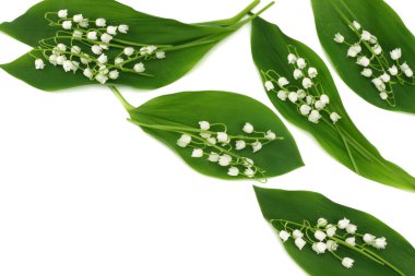 Lilyum beyaz arka plan üzerinde izole vadi. üstten görünüm