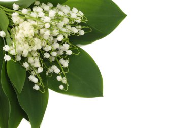 Lilyum beyaz arka plan üzerinde izole vadi. üstten görünüm