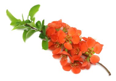 Beyaz arka plan üzerinde izole ayva çiçek. kırmızı çiçekler. kopya alanı ile üstten görünüm