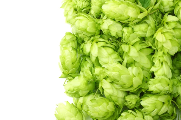 Hopfenzapfen Isoliert Auf Weißem Hintergrund Zutaten Zum Bierbrauen Brauereikonzept Bier — Stockfoto