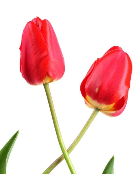 白い背景に赤いチューリップの花の頭が孤立し — ストック写真