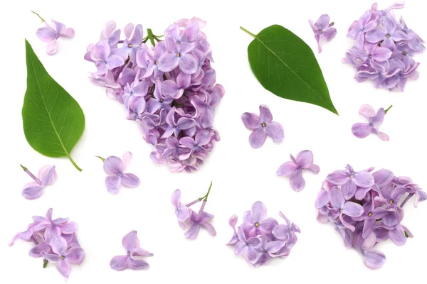Lilac Flower Isolated White Background Top View — Stock Photo, Image