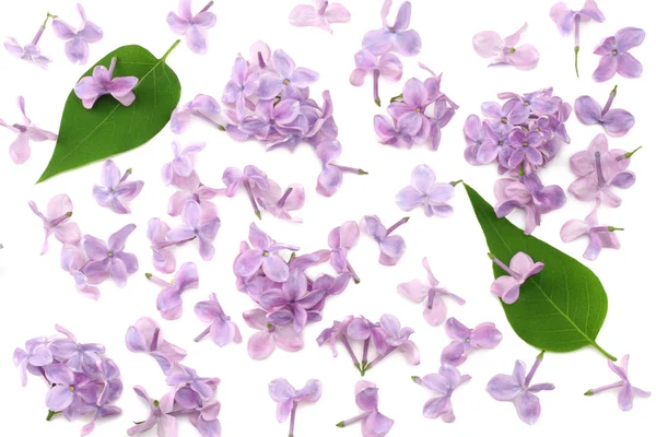 Lilac Flowers Green Leaf Isolated White Background Top View — Stock Photo, Image