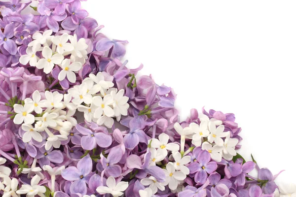 Λιλά Λουλούδια Που Απομονώνονται Λευκό Φόντο Top View — Φωτογραφία Αρχείου