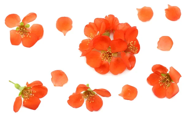 Membrillo Flor Aislada Sobre Fondo Blanco Flores Rojas Vista Superior — Foto de Stock