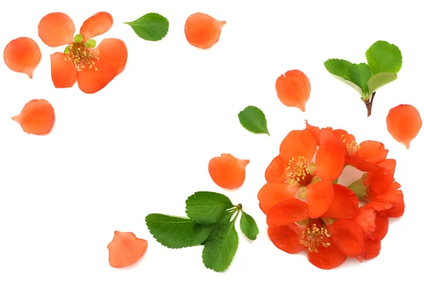 Membrillo Flor Aislada Sobre Fondo Blanco Flores Rojas Vista Superior — Foto de Stock