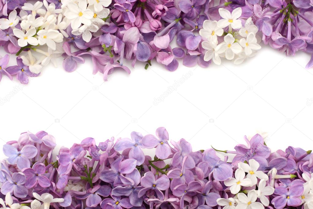 lilac flower isolated on white background. top view