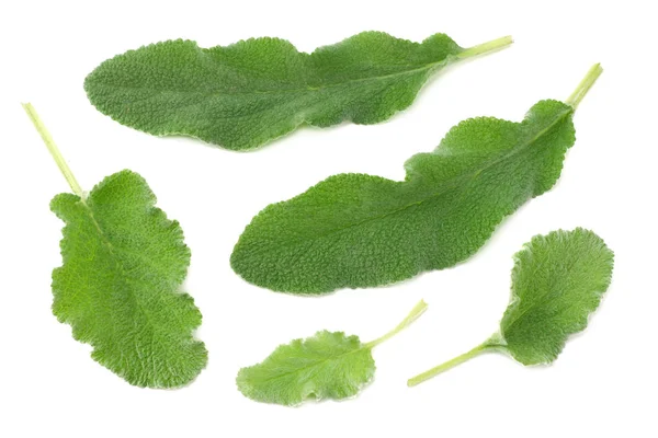 Feuilles Sauge Isolées Sur Fond Blanc Vue Dessus — Photo