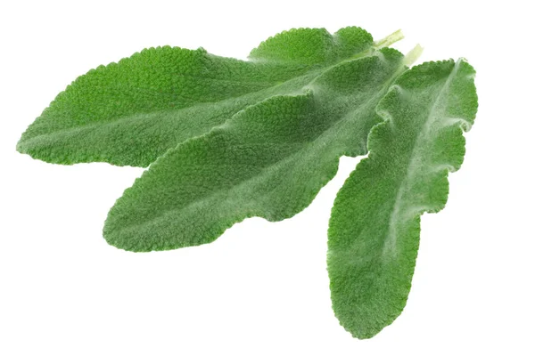 Šalvěje Izolované Bílém Pozadí Zelené Listy — Stock fotografie