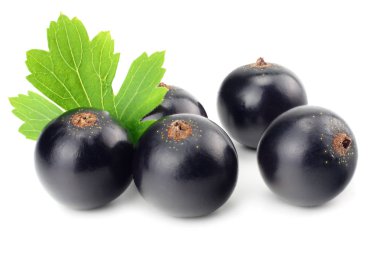 Beyaz arka planda yeşil yapraklı siyah frenk üzümü. makro