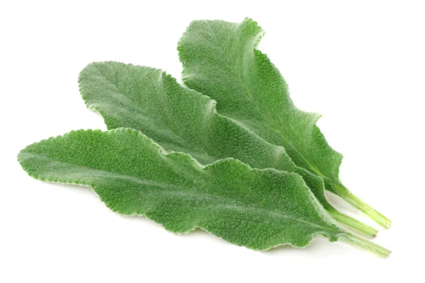 セージの葉の分離の白い背景を 緑の葉 — ストック写真