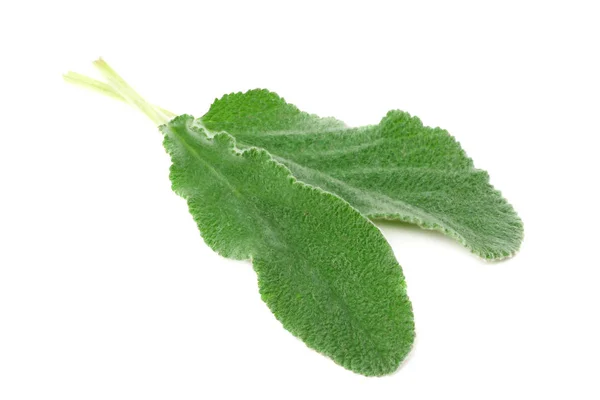 Листя шавлії ізольовані на білому тлі. зелене листя — стокове фото