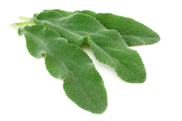 Sage leaves isolated on white background. green leaves — Stock Photo, Image