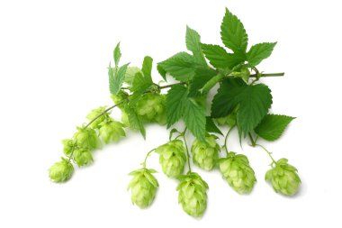 Beyaz arka plan üzerinde izole koniler hop. Bira bira malzemeler. Bira bira kavramı. Bira arka plan. Üstten görünüm 