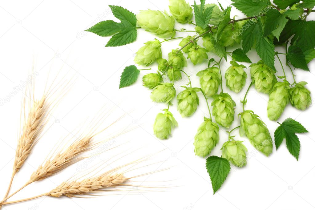 Hop cones isolated on white background. Beer brewing ingredients. Beer brewery concept. Beer background. Top view 