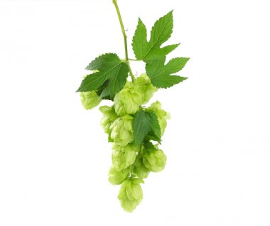 Beyaz arka plan üzerinde izole koniler hop. Bira bira malzemeler. Bira bira kavramı. Bira arka plan. 