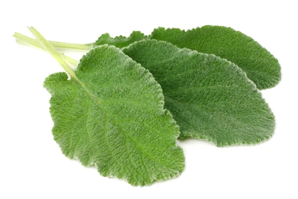 Sage φύλλα απομονωθεί σε λευκό φόντο. πράσινα φύλλα — Φωτογραφία Αρχείου