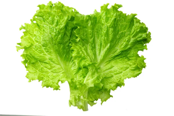 Beyaz bir arka plan üzerinde izole bir salata yaprağı — Stok fotoğraf