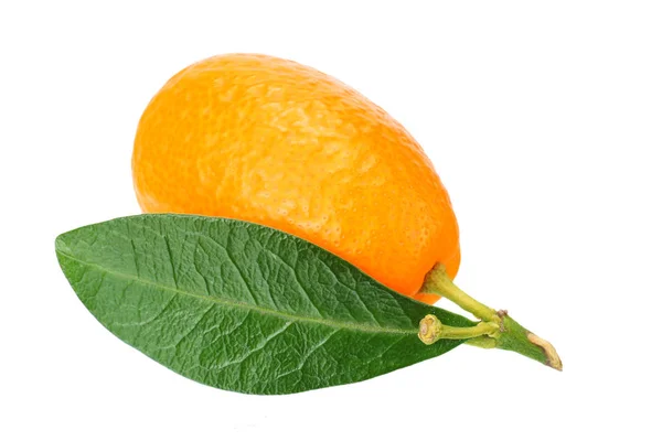 En cumquat eller kumquat med blad isolerat på vit bakgrund — Stockfoto