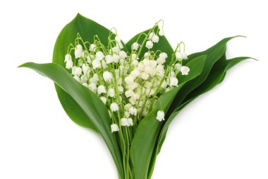 Vadinin zambakları beyaz arka planda izole. 