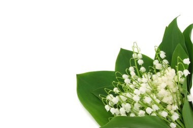 Vadinin zambakları beyaz arka planda izole. 