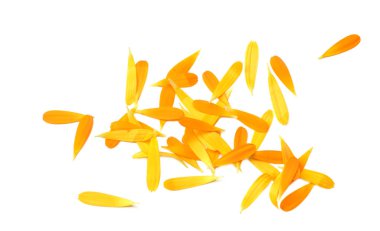 Beyaz arka planda yaprakları olan kadife çiçekleri. Calendula çiçeği. en üstteki görünüm 