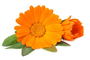 Beyaz arka planda yeşil yapraklı kadife çiçekleri. Calendula çiçeği. 